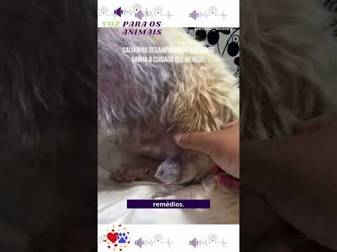 Cachorro Desamparado Finalmente Ganha O Cuidado Que Merece!