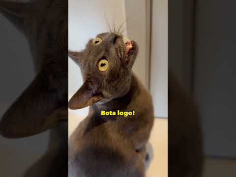O Marshall não queria voltar pra casa... 🤣 #gatofalante #gatoquefala #trigatos #gatopasseando