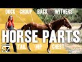 Horse Anatomy and Care Concepts