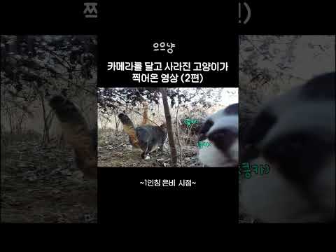 카메라를 달고 사라진 고양이가 찍어온 영상(2편)    #catdaily #1인칭시점