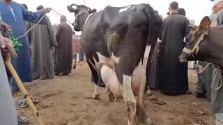  خالى الطابق مستور مش عايز يعرف حد سره بقره فيها بح