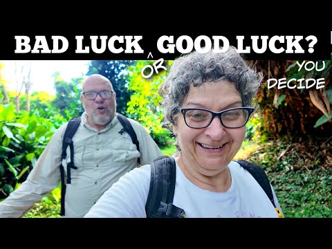 Gorilla & Elephant Quest GONE WRONG?! 🦍🐘 (Congo's Hidden Feast Saves the Day!)