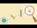 Molecular Biology: Transcription and Translation