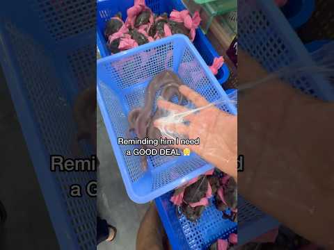 Buying Slime Eels