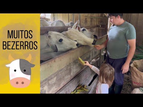 Dia de trabalho no sítio com os animais | Coração Campeiro