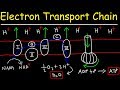Electron Transport Chain Concepts