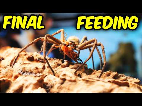 Will this be my LAST FEEDING VIDEO?