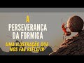 Reflexões e Lições da Formiga