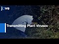 Whitefly Virus Inoculation Challenges
