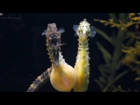 "Seahorse Love: The Romantic Egg Transfer Ritual"