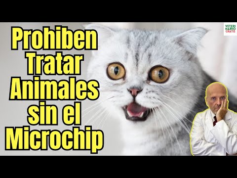 🆘 SIN MICROCHIP TU PERRO O TU GATO NO SERA TRATADO POR UN VETERINARIO 🆘