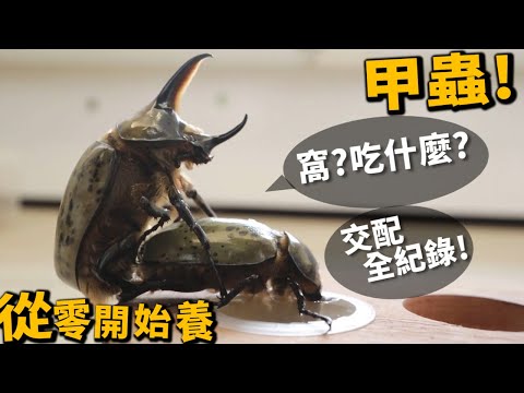 【從零開始養】甲蟲(基礎篇)!食物?窩?叫聲?完整交配紀錄! - YouTube