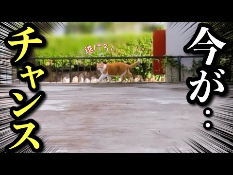 愛猫が脱走！追いかけ回し確保したらブチギレられました