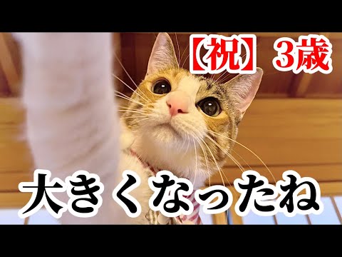 生後２ヶ月の保護猫を迎えて３年が経ちました。