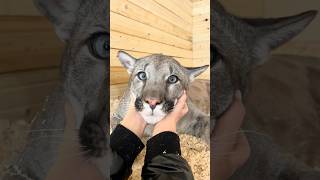 Puma Braige and his puring😍 #cat #braige #animals #bigcat #shorts