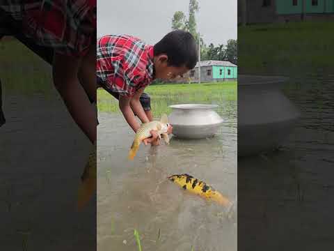 Traditional Hand Fishing Video #shorts