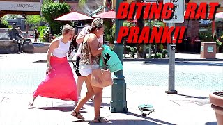 Rat Bite Prank!! - ATTACK RATS!!!