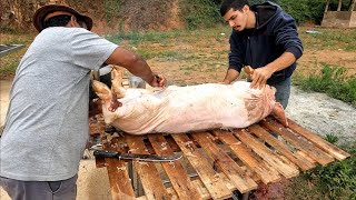 ABATE E LIMPEZA DE PORCO CAIPIRA