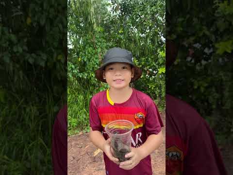 HIỆN TƯỢNG CÁ RÔ LEO LÊN BỜ #phadene #shorts
