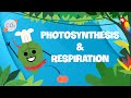 Understanding Plant Growth and Photosynthesis