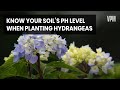 Hydrangea Color and Soil pH