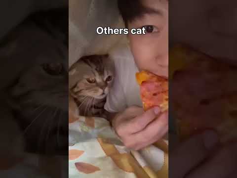 my friend's cat vs my cat #cat