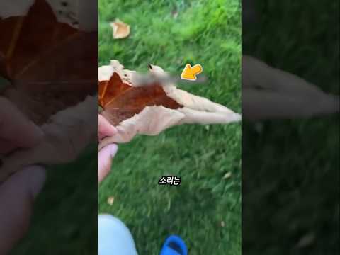 최고의 바스락 소리를 내는 낙엽의 비밀