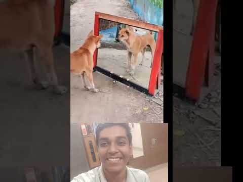 The dog scared himself 😂 very funny 🤣 #shorts #viral #trending #shortsfeed