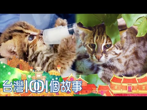 守護石虎路權 車商加裝野生動物導航 part4 台灣1001個故事｜白心儀 - YouTube(5:37)