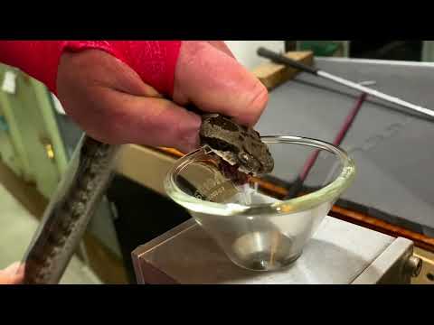 Wagner's viper (Montivipera wagneri) unedited venom extraction footage! #venomislife