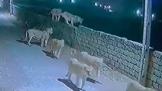 En La India, Leones Invaden Ciudades Para Comerse las Vacas y las Personas... se los Permiten