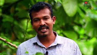 මේ විදිහට බුලත් වැවුවොත් කිසිම ලෙඩක් එන්නෙ නෑ. සල්ලි ආකරයක් how to plant betel in sri lanka