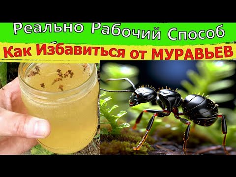 Как избавиться от муравьев на участке навсегда 3 самых простых способа