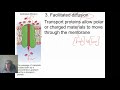 Transport Mechanisms in Cell Membranes