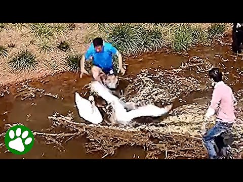 Fearless man grabs two swans in one brave leap