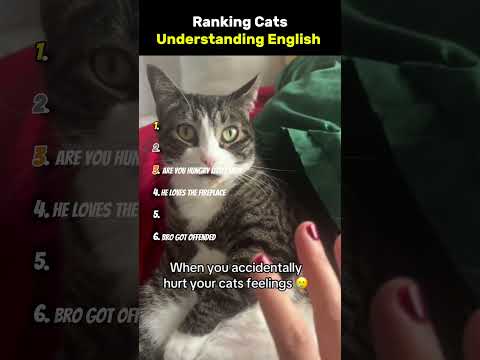 #shorts #cat