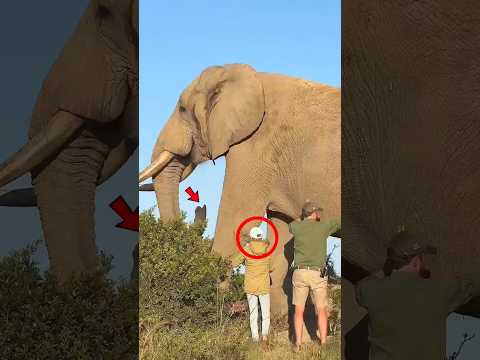 दुनिया का सबसे बड़ा हाथी 🐘💥 World’s Biggest Elephant Alive #shortsfeed#animals#elephant#facts #हाथी