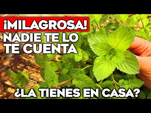 ¡CUIDALA como ORO! NO CREERÁS lo que la MENTA Puede Hacer por Tu SALUD | Propiedades y CUIDADOS