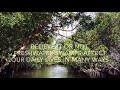 Freshwater Swamps: Functions and Benefits