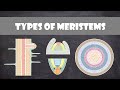 Types and Functions of Meristems