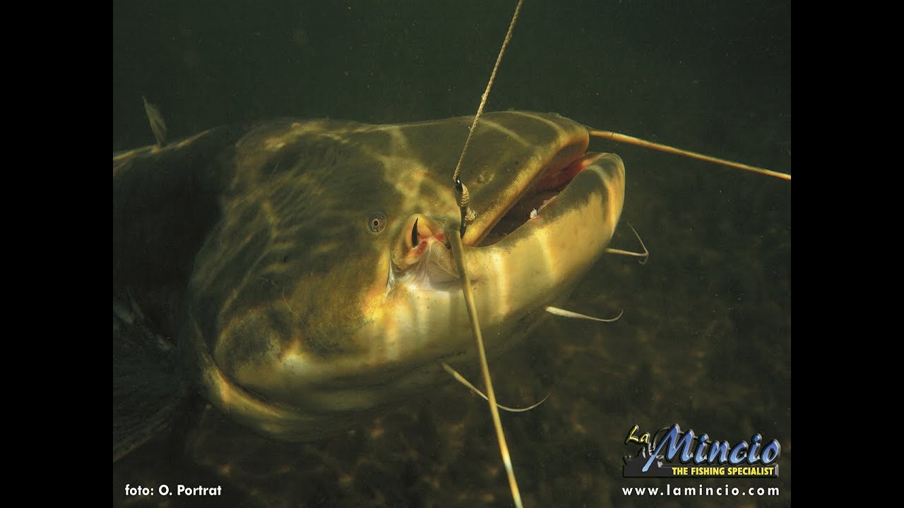 Documentario sul siluro: il gigante del po - by catfishing world