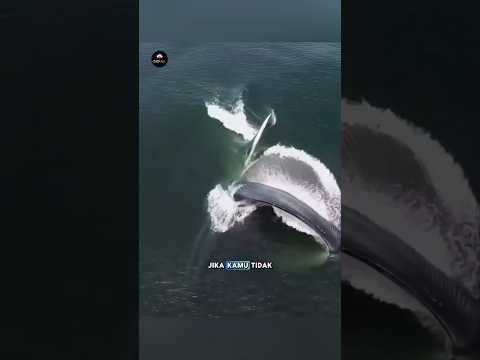 inilah yang terjadi ketika kita tertelan oleh ikan paus#faktamenarik #faktaunik