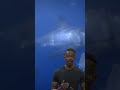 Understanding Shark Behavior and Conservation