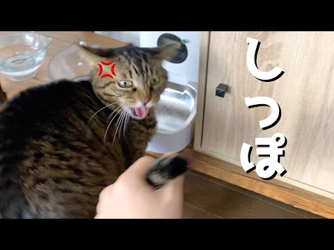 凶暴猫の尻尾を思いっきり掴んでみた結果...