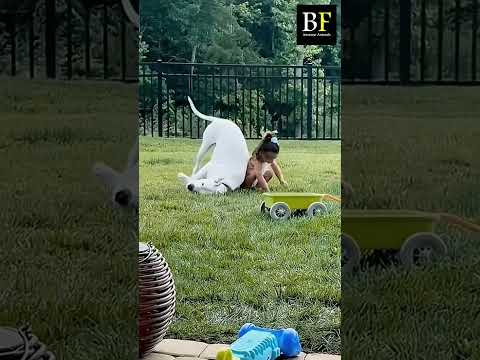 "Hilarious Pet Fails and Funny Moments Compilation |  Best Pets" #shorts