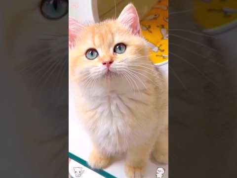 cute kitten,s 😲🙈❤️ #shorts