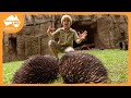 Australia Zoo Animal Knowledge