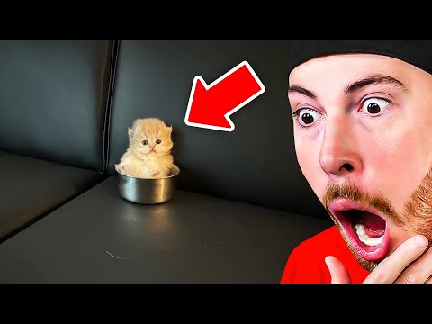 Funniest Animals In The World!