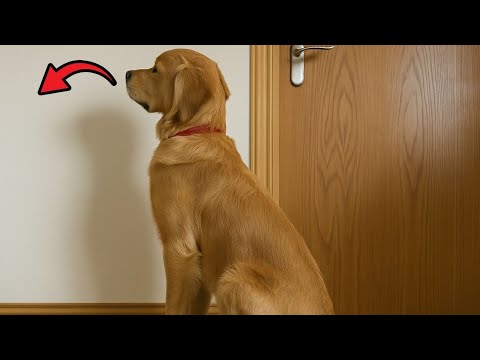 (FULL) Dog Kept Staring At The Wall For Days And Owner Set Up A Camera