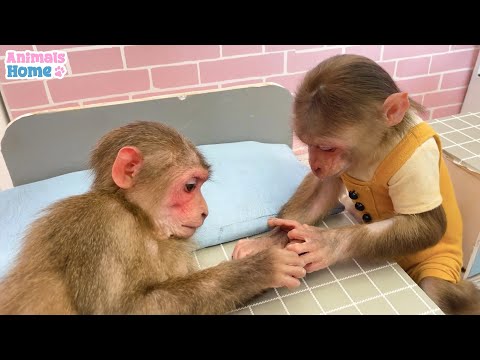 Monkey Obi Becomes a Big Brother to BiBi | ANIMALS LIFE